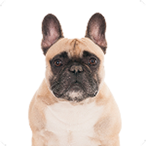 フレンチブルドッグ