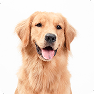 ゴールデンレトリバー