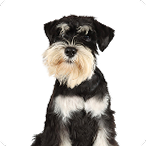 ミニチュアシュナウザー