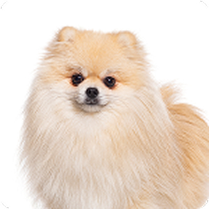 ポメラニアン