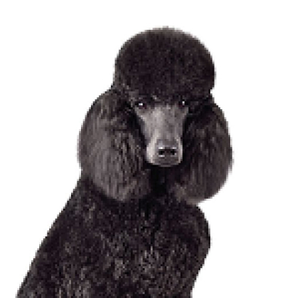 スタンダードプードル