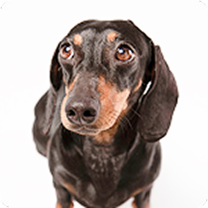 ミニチュアダックスフンド