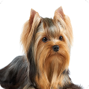 ヨークシャーテリア